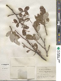 Salix vestita var. erecta image