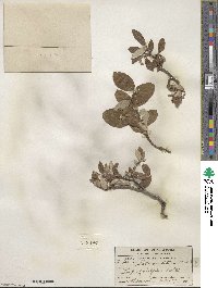 Salix vestita var. erecta image