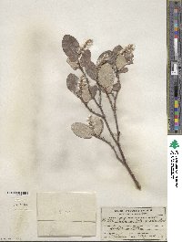 Salix vestita image