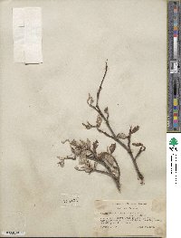 Salix vestita var. erecta image