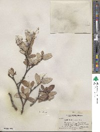 Salix vestita image