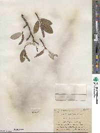 Salix vestita var. erecta image