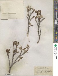 Salix vestita var. erecta image