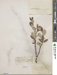 Salix vestita image