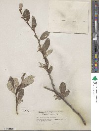 Salix vestita var. erecta image