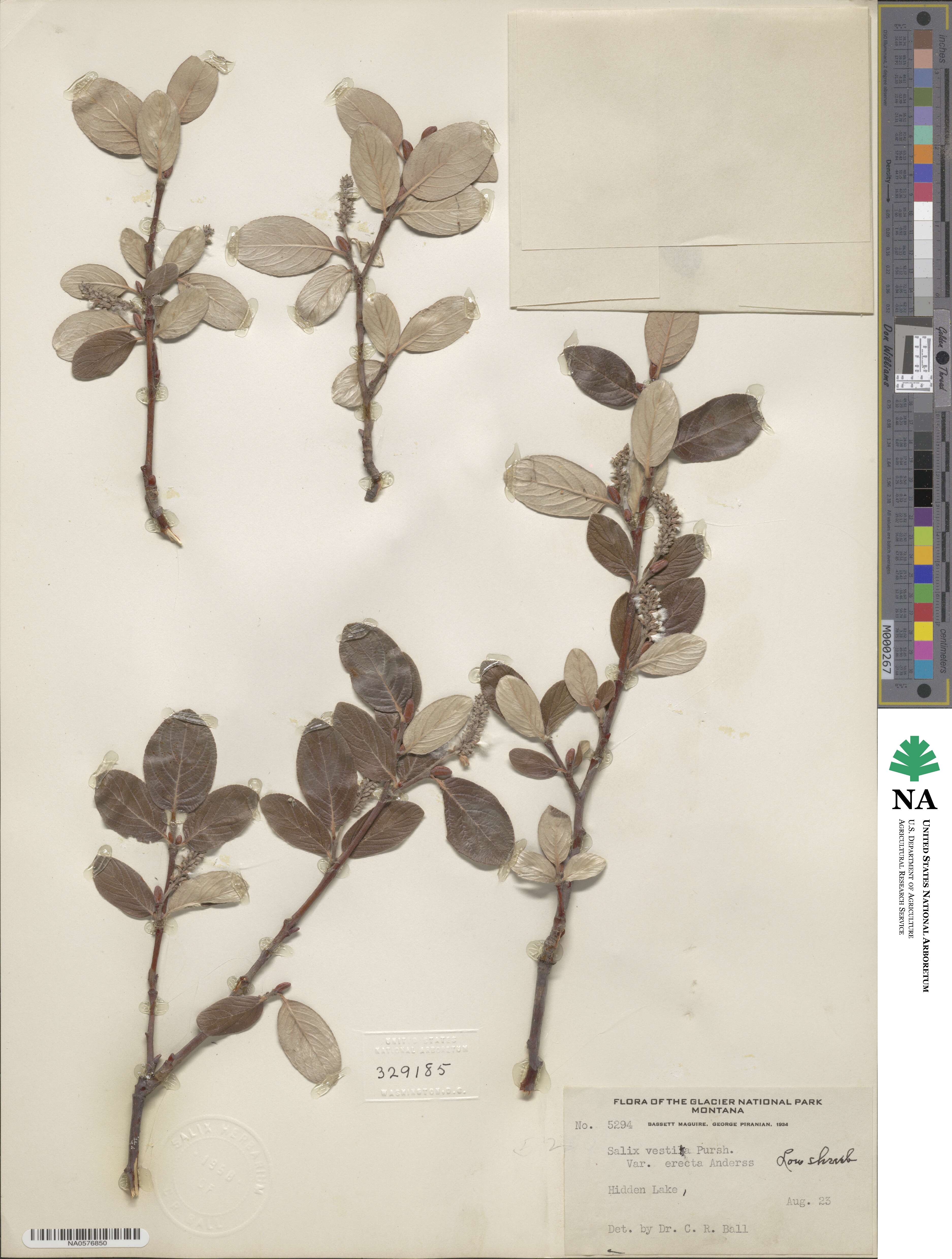 Salix vestita var. erecta image