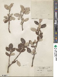 Salix vestita var. erecta image