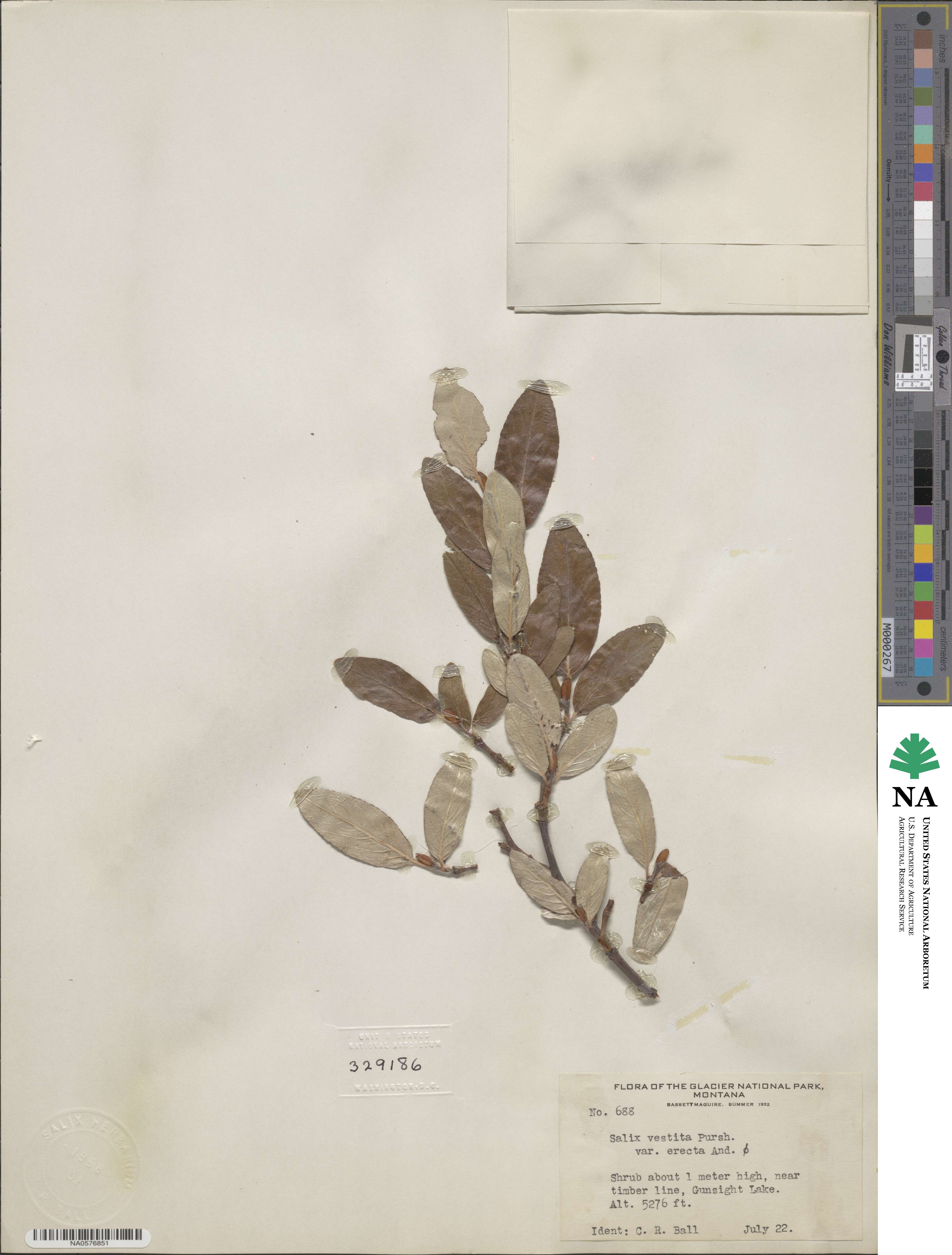 Salix vestita var. erecta image