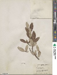 Salix vestita image