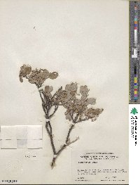 Salix vestita image