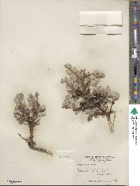 Salix uva-ursi image