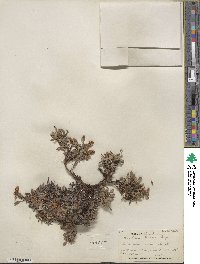 Salix uva-ursi image