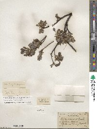 Salix uva-ursi image