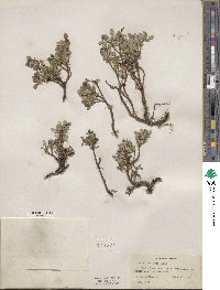 Salix uva-ursi image