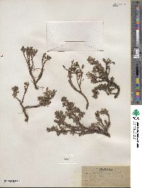 Salix uva-ursi image