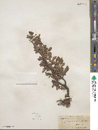 Salix uva-ursi image