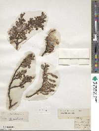 Salix uva-ursi image