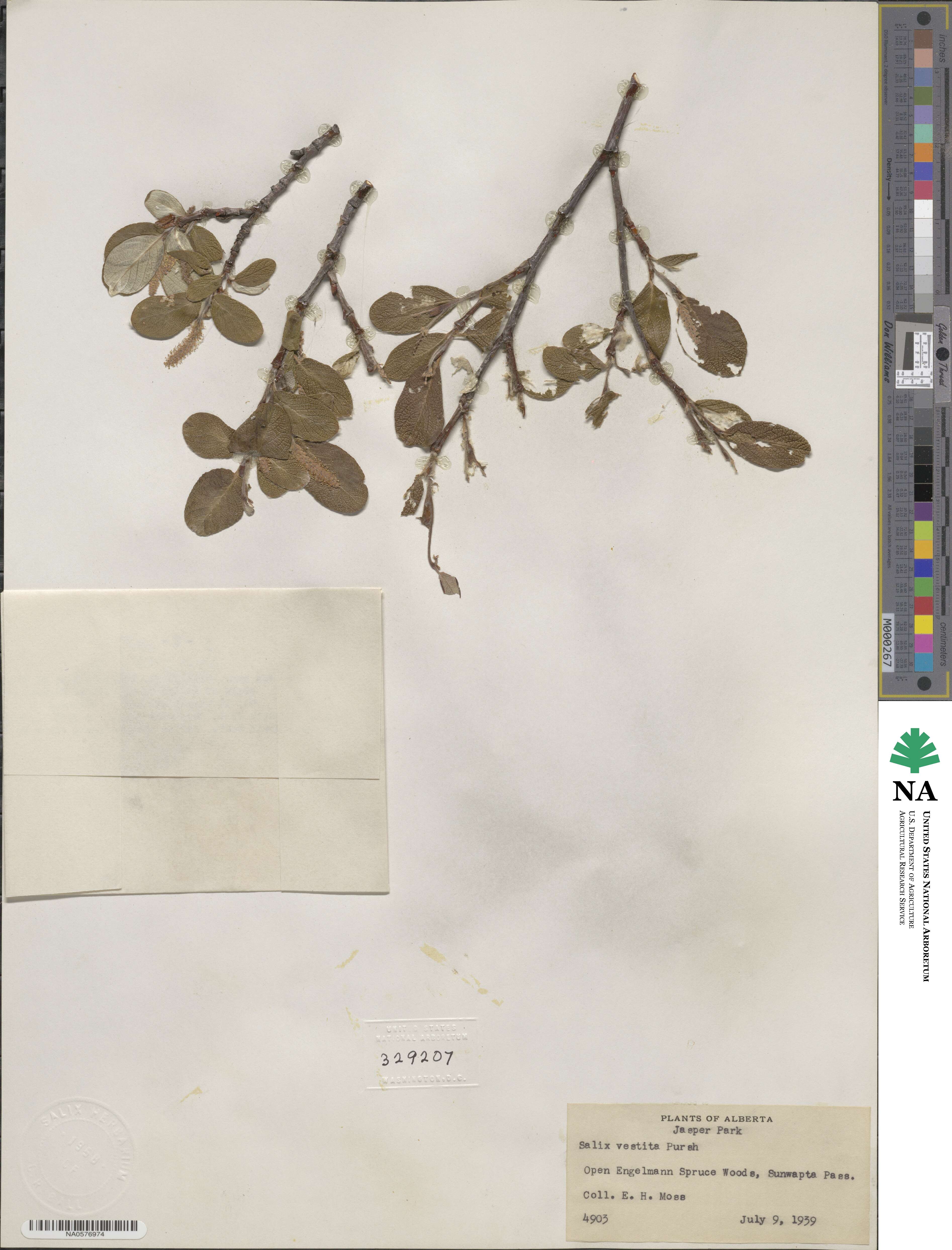 Salix vestita image