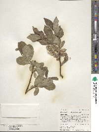 Salix tweedyi image