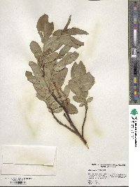 Salix tweedyi image