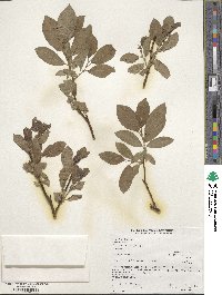 Salix tweedyi image