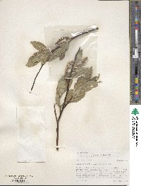 Salix tweedyi image