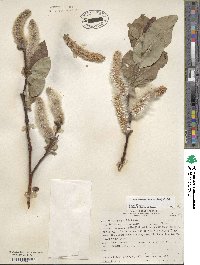 Salix tweedyi image