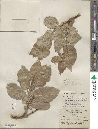 Salix tweedyi image