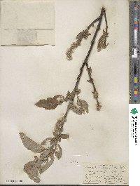 Salix tweedyi image