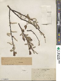 Salix tweedyi image