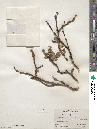 Salix tweedyi image