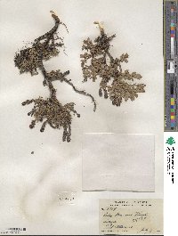 Salix uva-ursi image