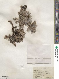 Salix uva-ursi image