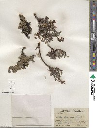 Salix uva-ursi image