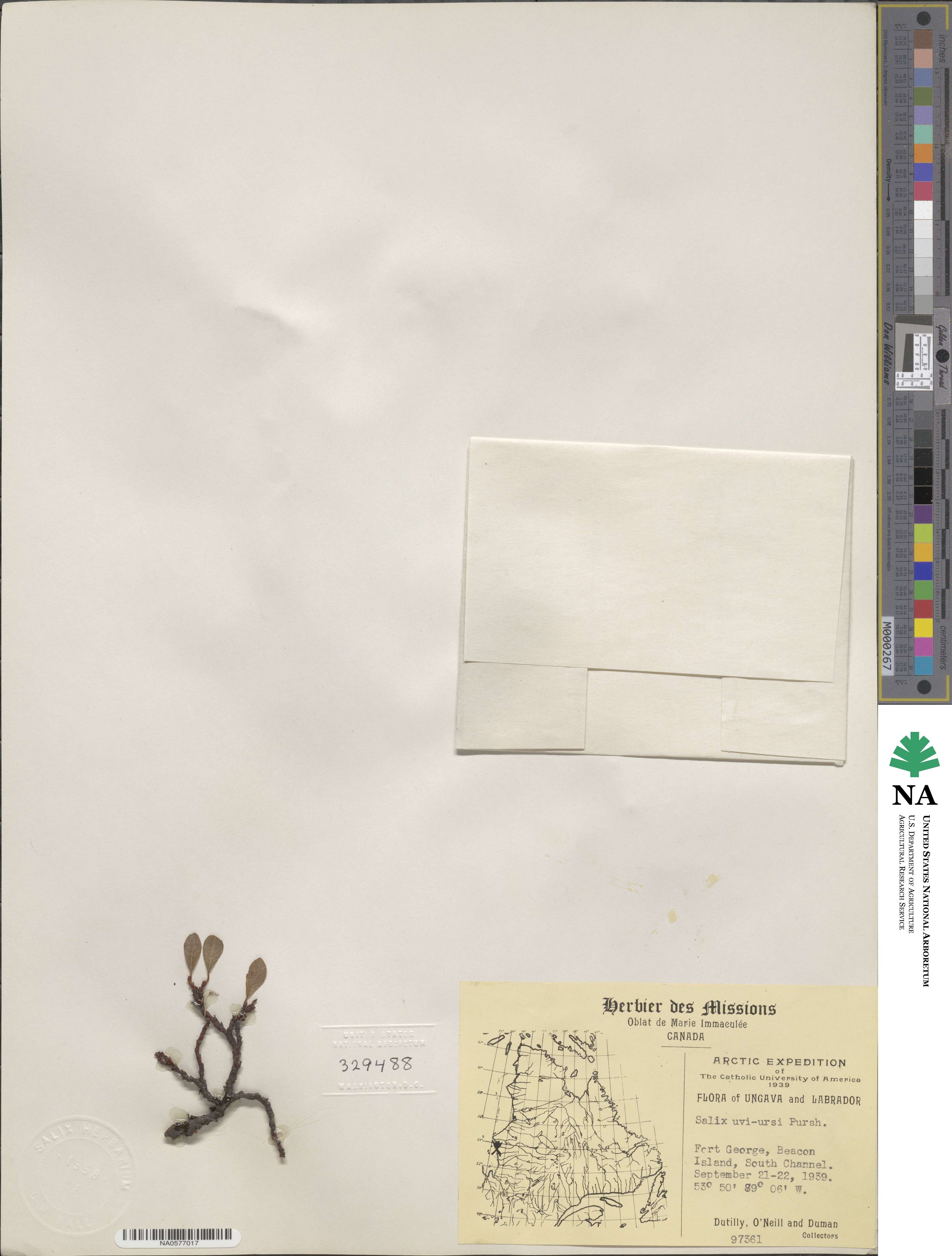 Salix uva-ursi image