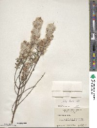 Salix tristis image