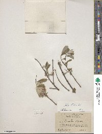 Salix tristis image