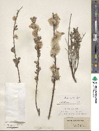 Salix tristis image