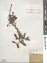 Salix tristis image