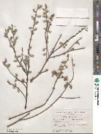 Salix tristis image