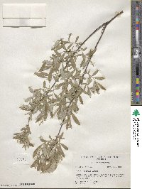 Salix tristis image