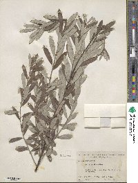 Salix tristis image