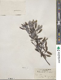 Salix tristis image