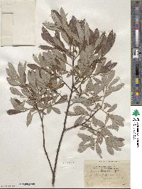 Salix tristis image