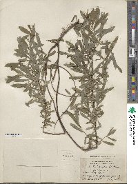 Salix tristis image