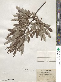 Salix tristis image