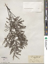 Salix tristis image