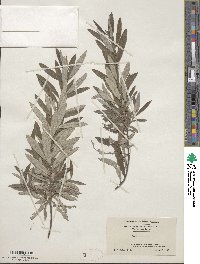 Salix tristis image