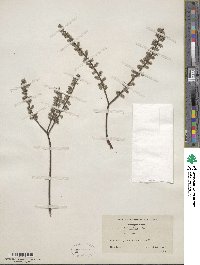 Salix tristis image