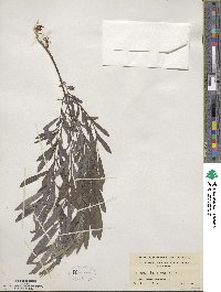 Salix tristis image